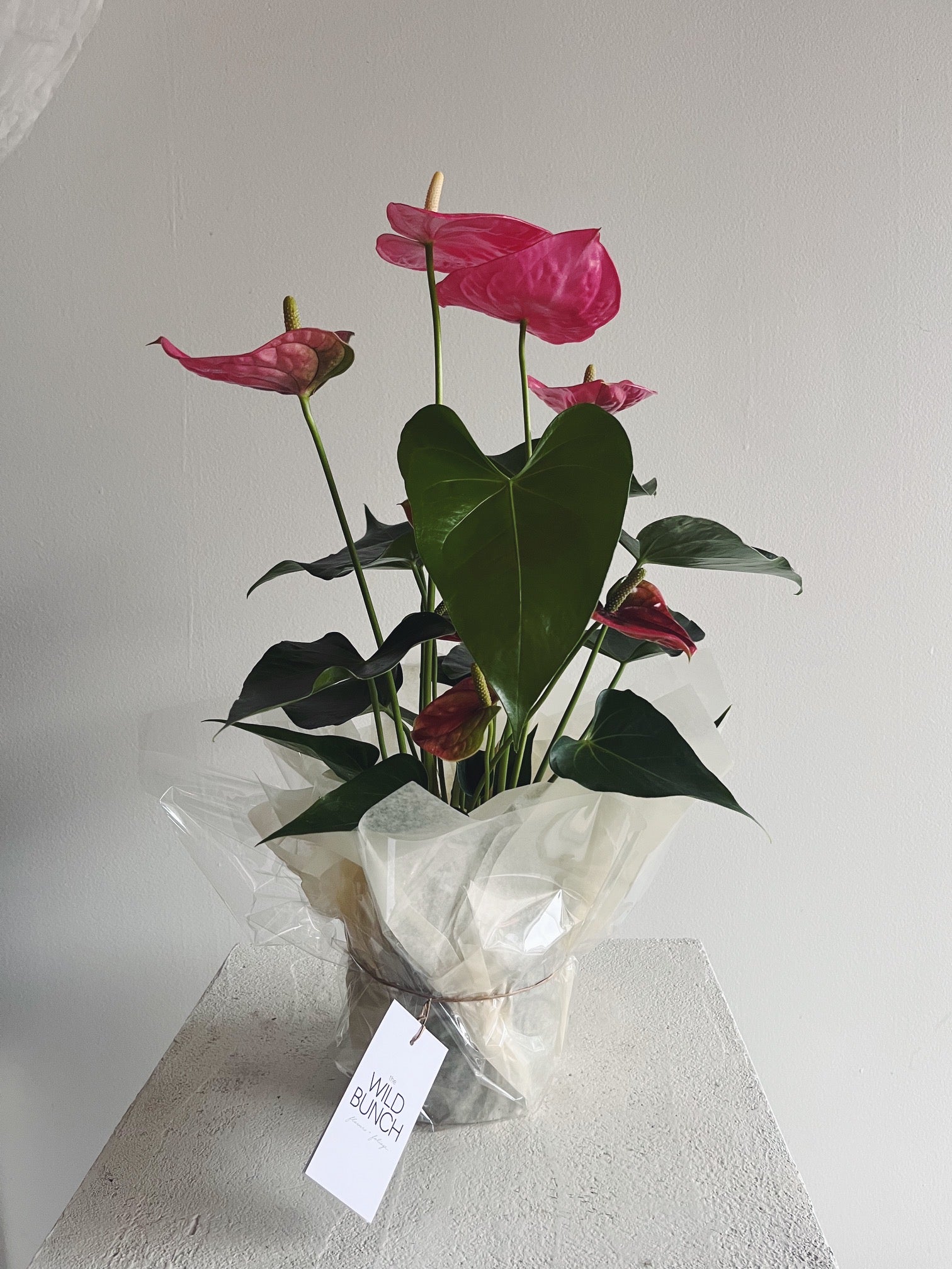 Flower Delivery Vancouver-Pink Anthurium-Plants-Florist-The Wild Bunch Flower Shop