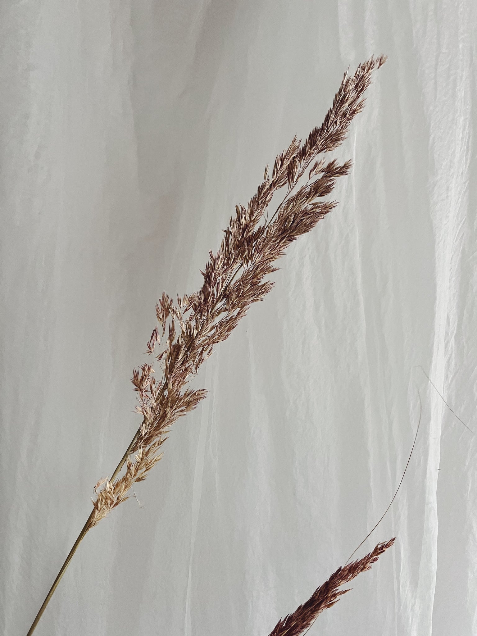Flower Delivery Vancouver-Ampeldesmos Grass-Dried by the Stem-Florist-The Wild Bunch Flower Shop