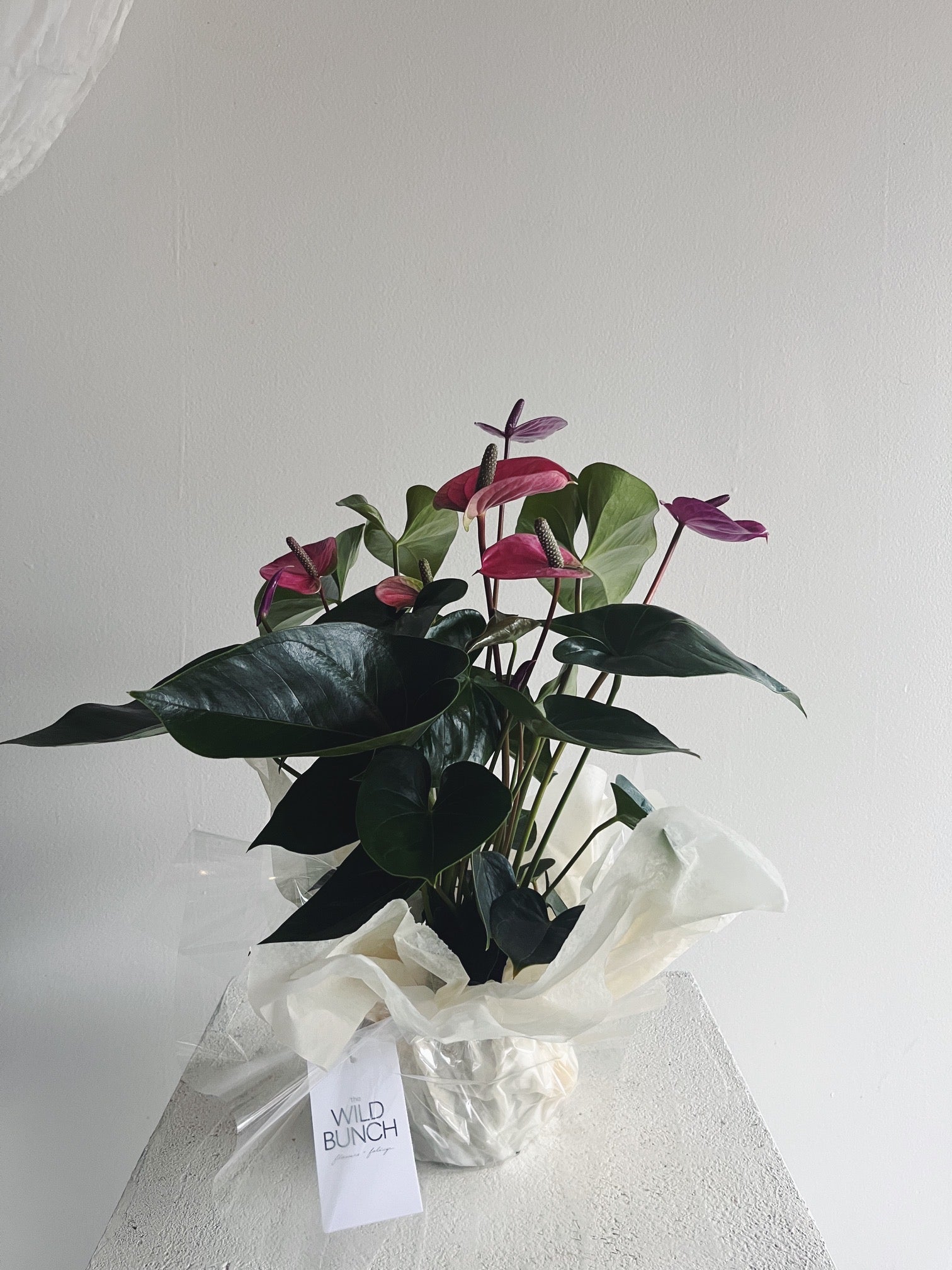 Flower Delivery Vancouver-Pink-purple Anthurium-Plants-Florist-The Wild Bunch Flower Shop