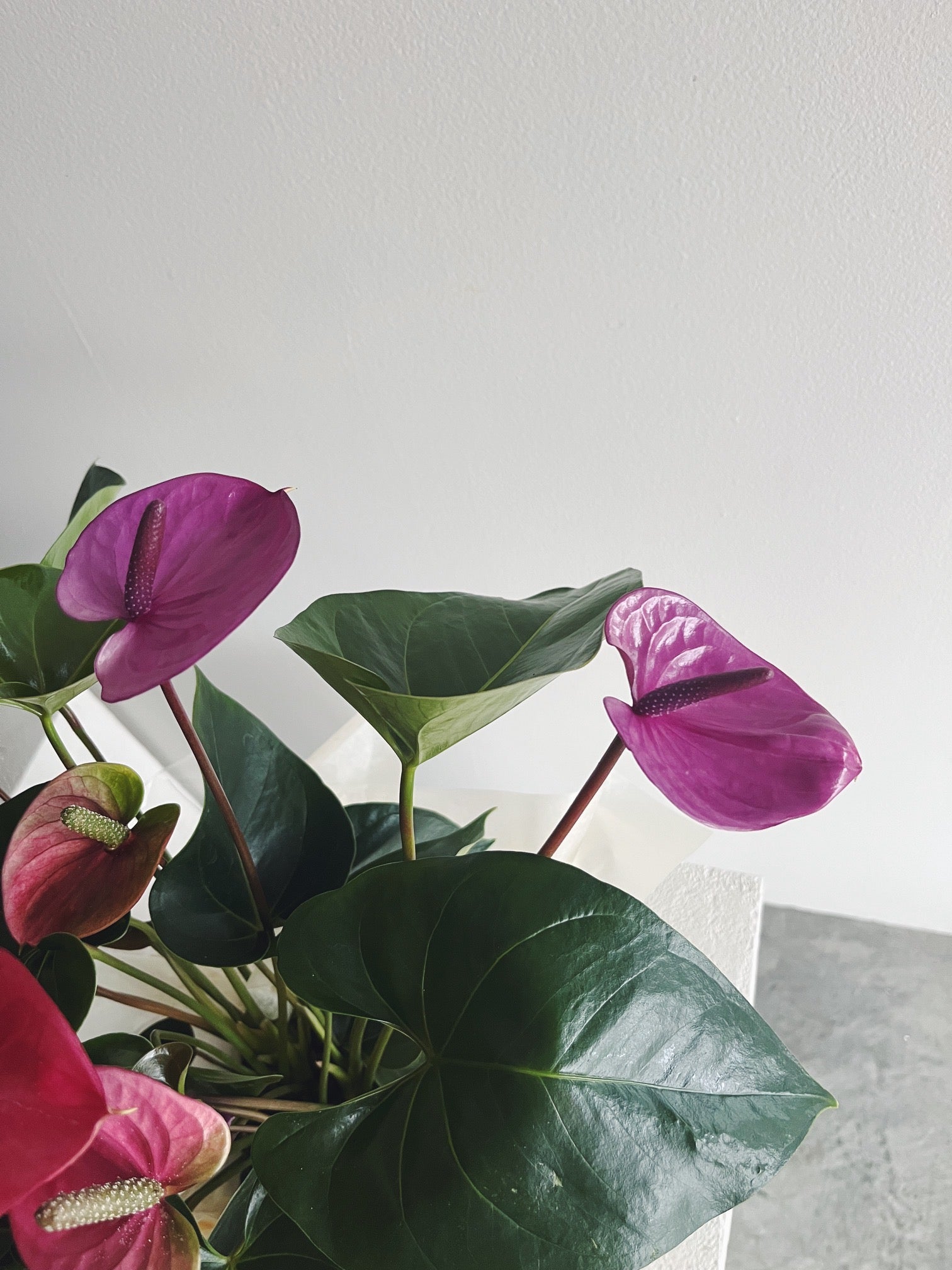 Flower Delivery Vancouver-Pink-purple Anthurium-Plants-Florist-The Wild Bunch Flower Shop
