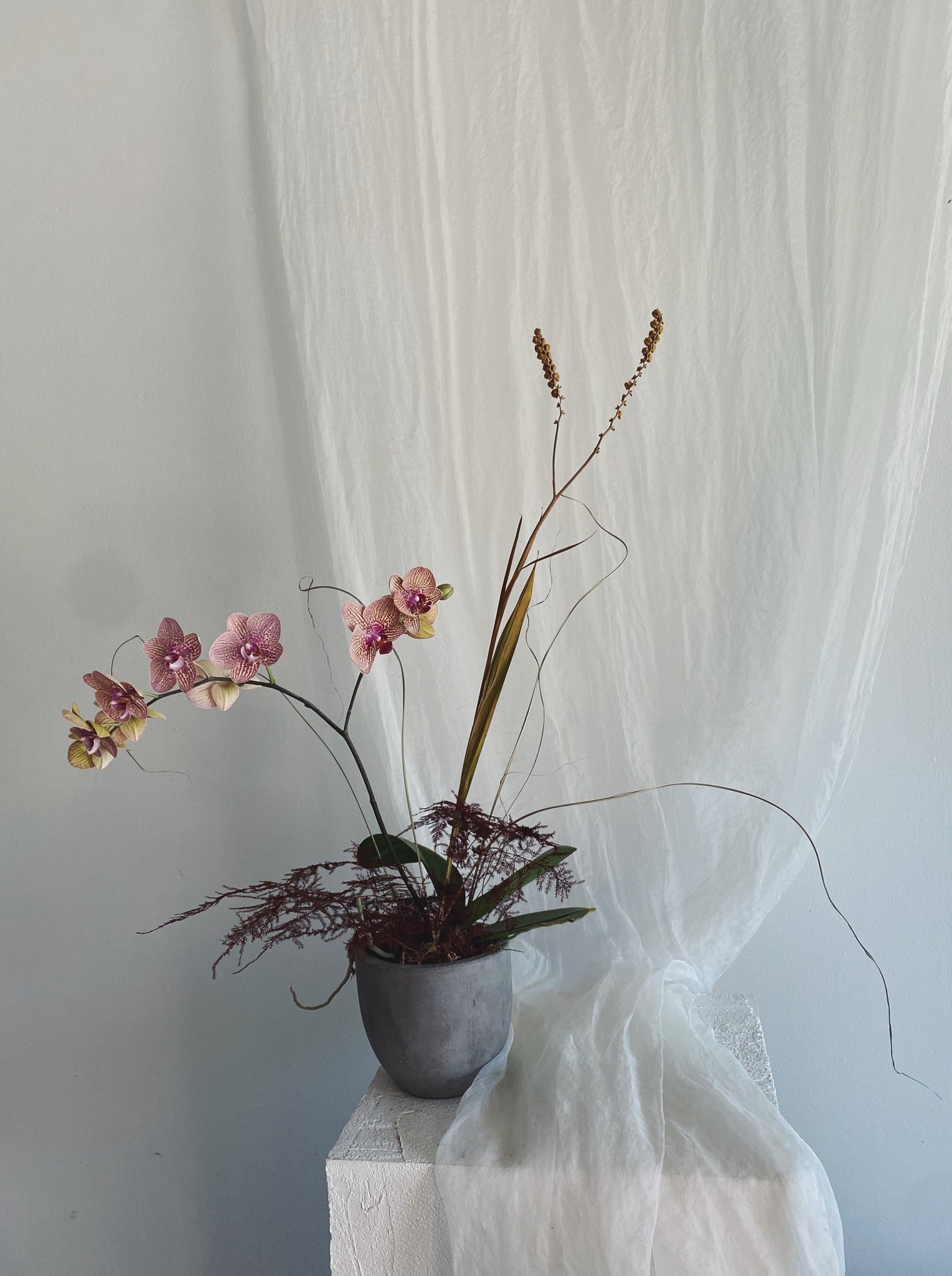 Flower Delivery Vancouver-Potted Phalaenopsis Orchid Plant-Plants-Florist-The Wild Bunch Flower Shop