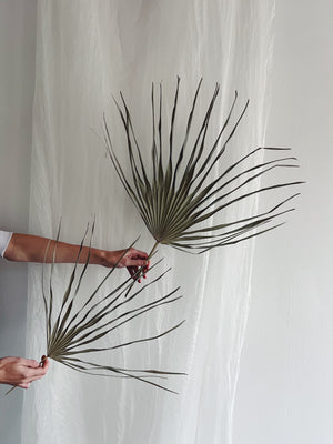 Dried Fan Palm