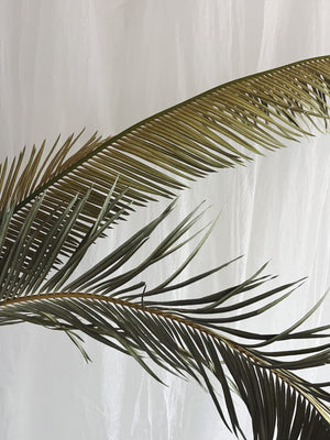 Dried Sago Palm